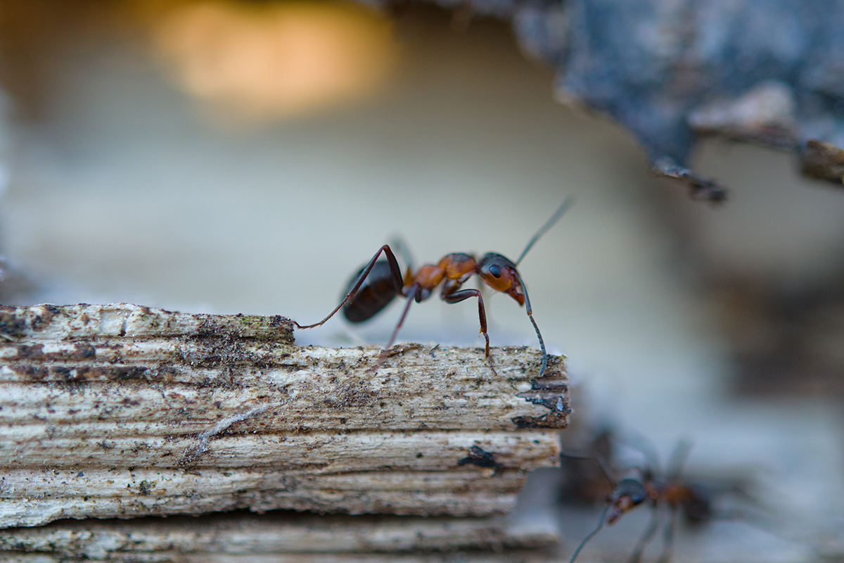Ant Control in Hanover, MD: Eradication Done Right