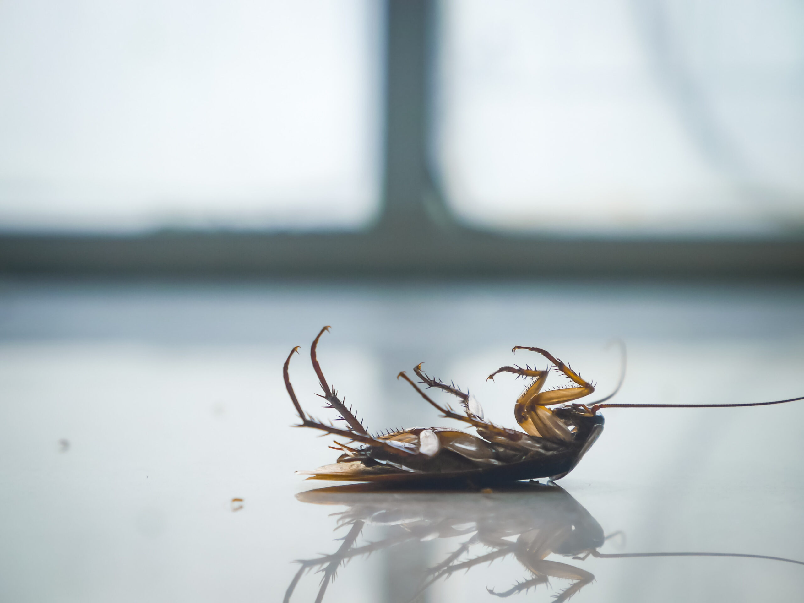 October Cockroach Control in Hanover, MD: Fall Prevention