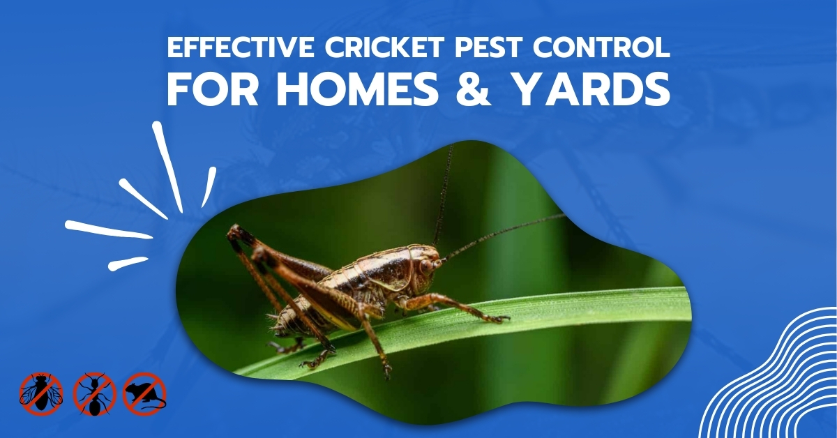 Cricket Control in Hanover, MD: Indoor & Yard Treatment