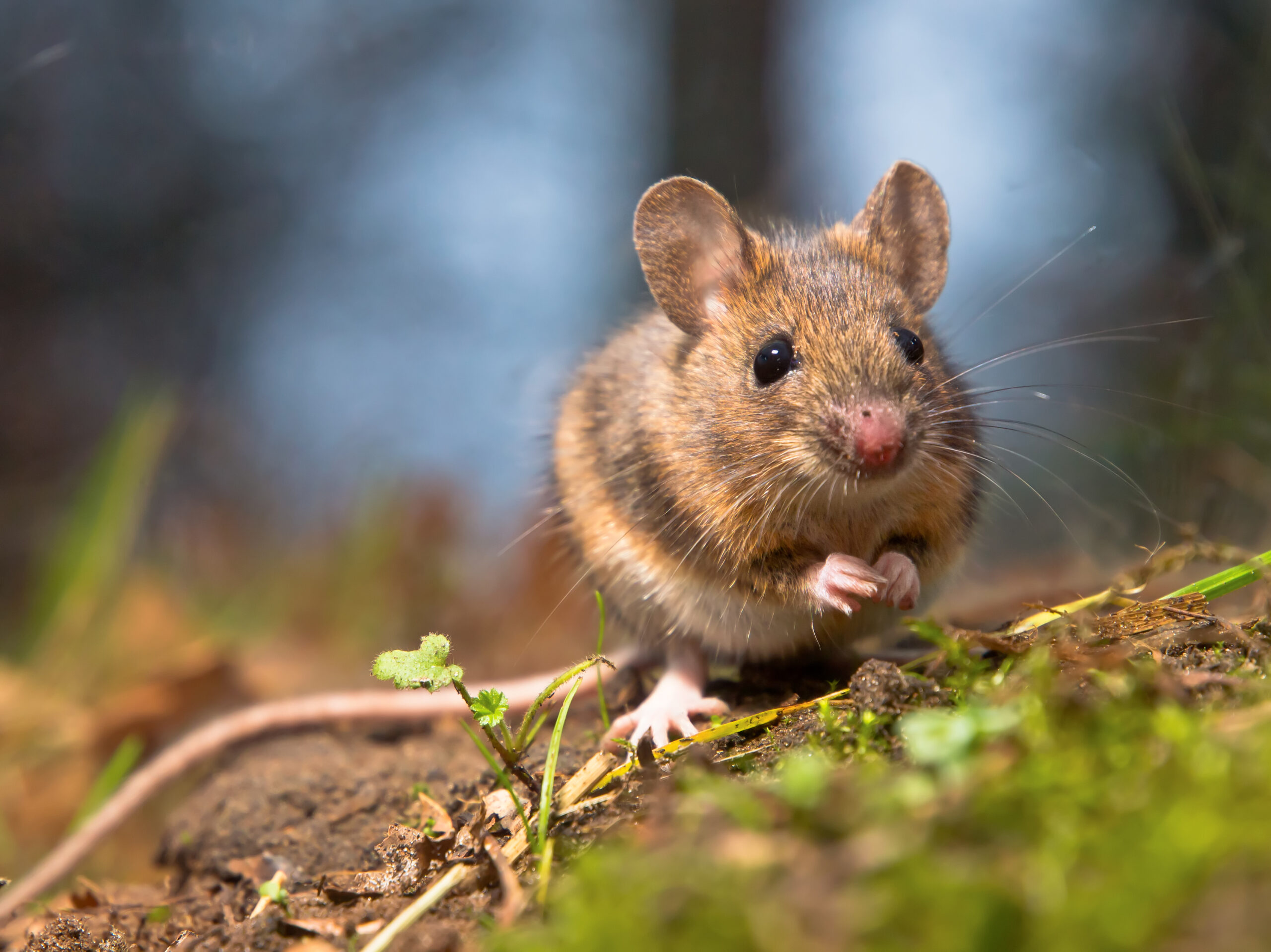 Mice & Rat Control in Annapolis, MD: How We Treat