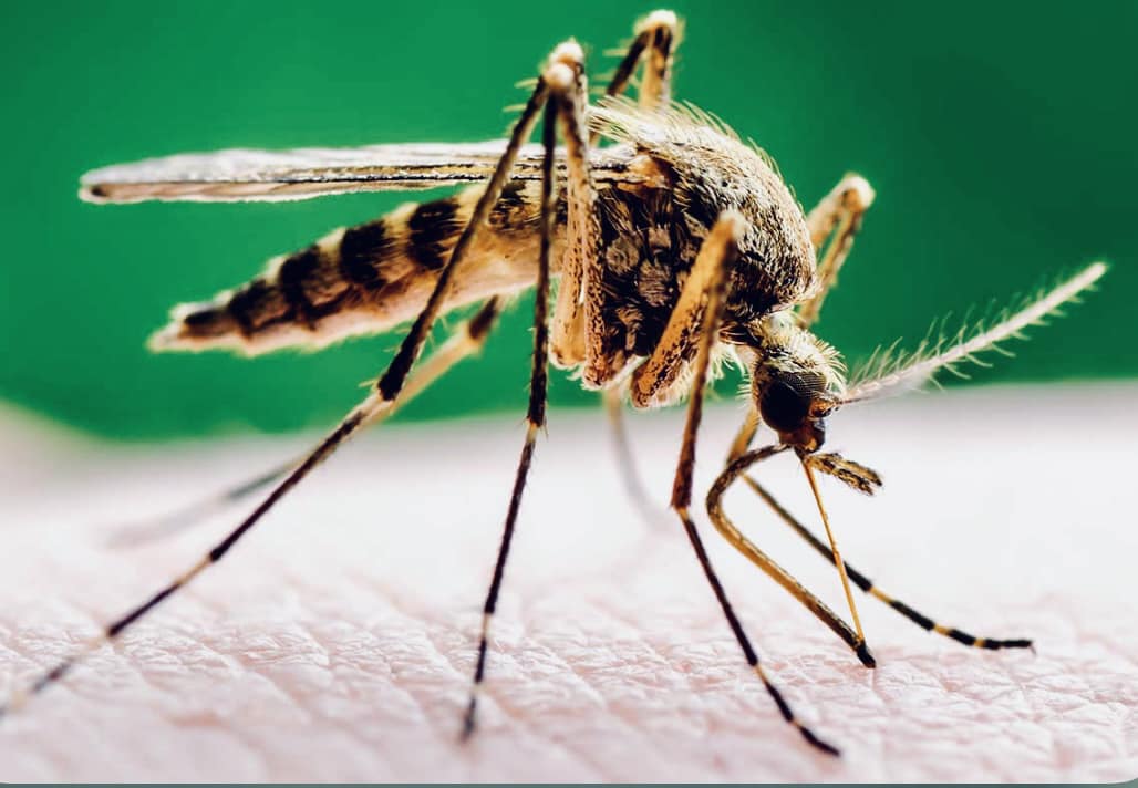Mosquito Control in Annapolis, MD: Pro Treatment & Tips