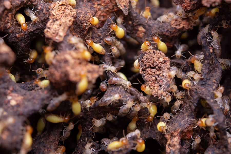 Termite Control in Howard County, MD: Property Defense