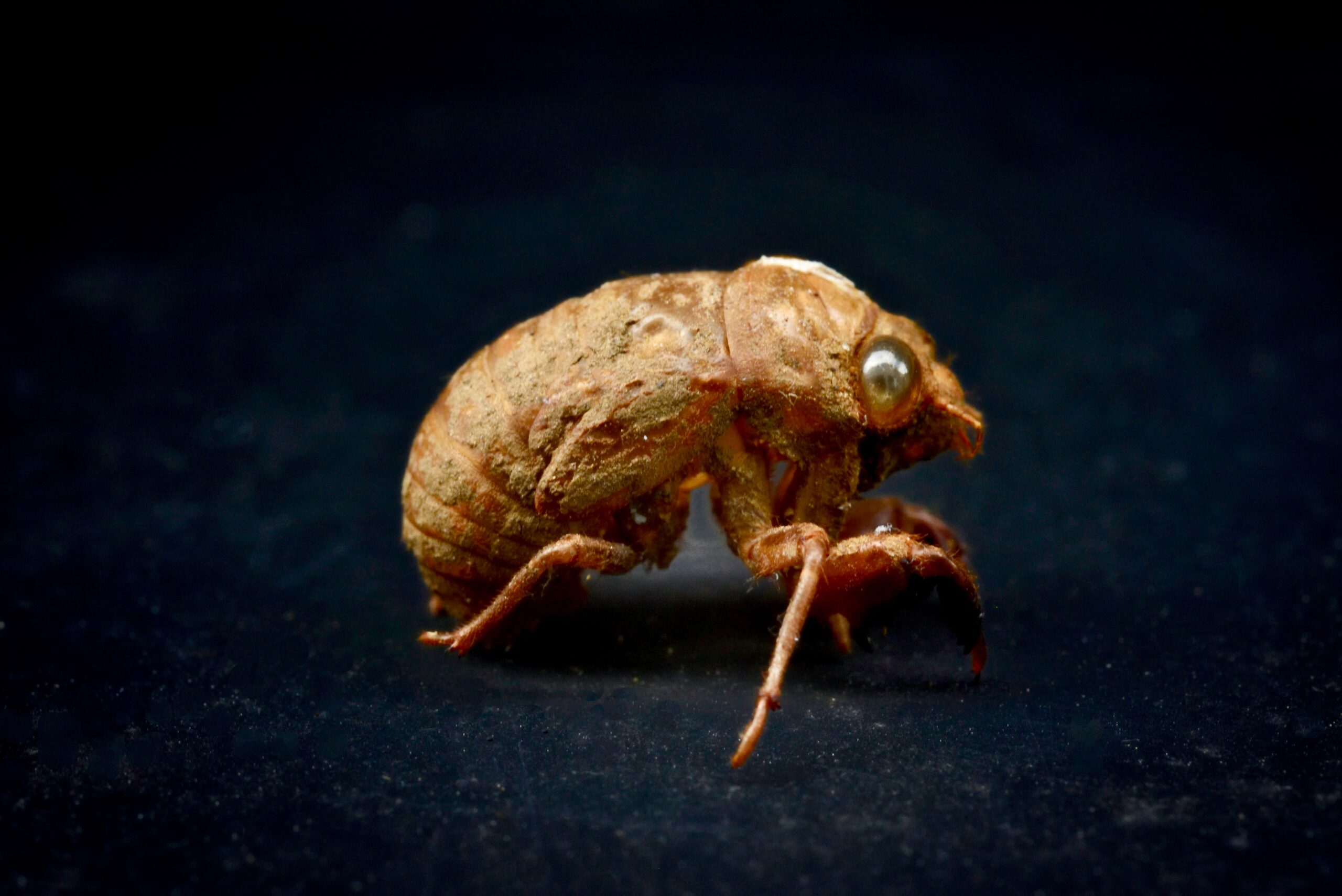 Flea Control in Ellicott City, MD: Treatment Process