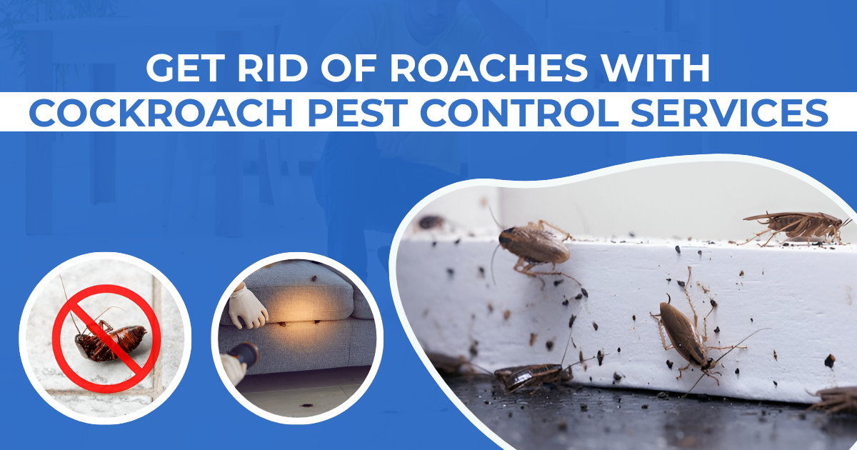 Roach & Cockroach Control in Annapolis, MD: How We Fix It