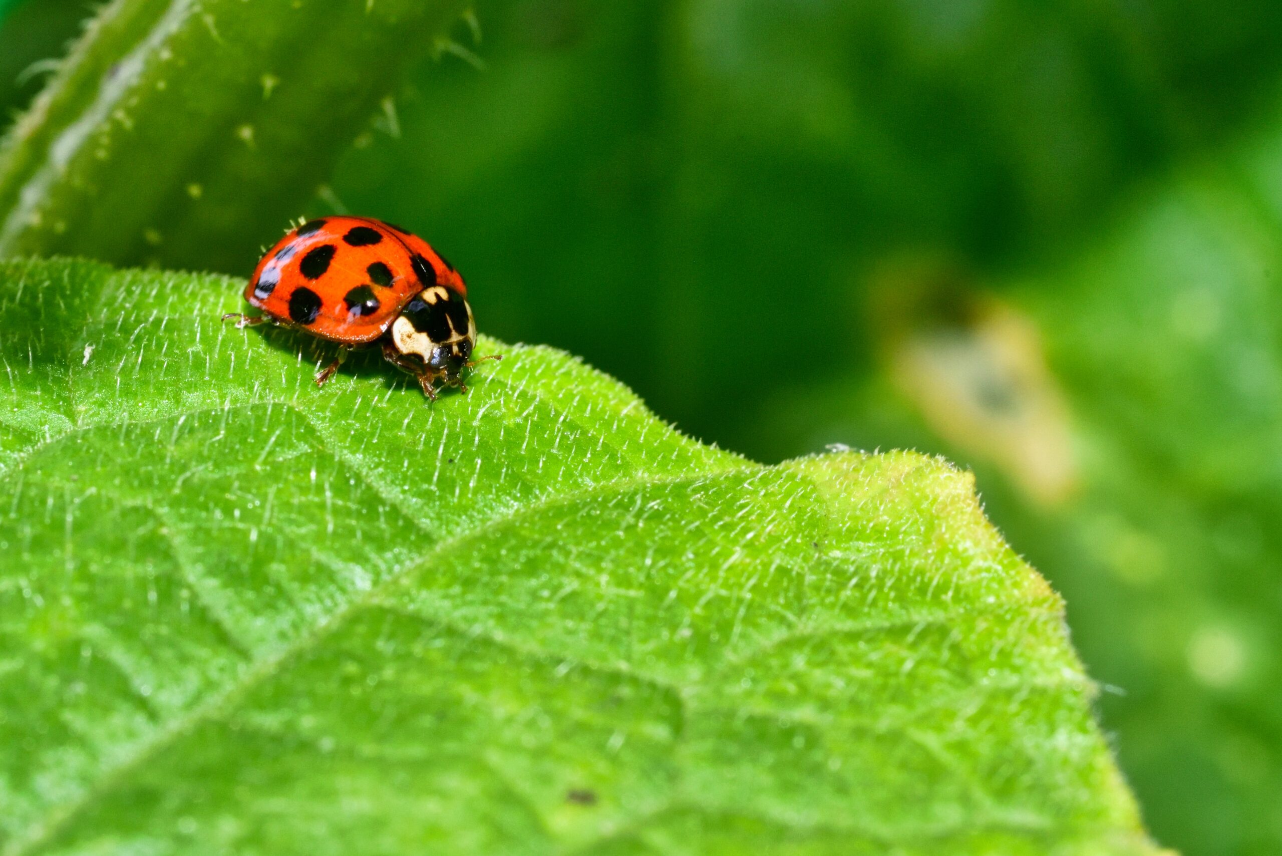 Ladybugs & Boxelder Bugs in Annapolis, MD: Home Defense