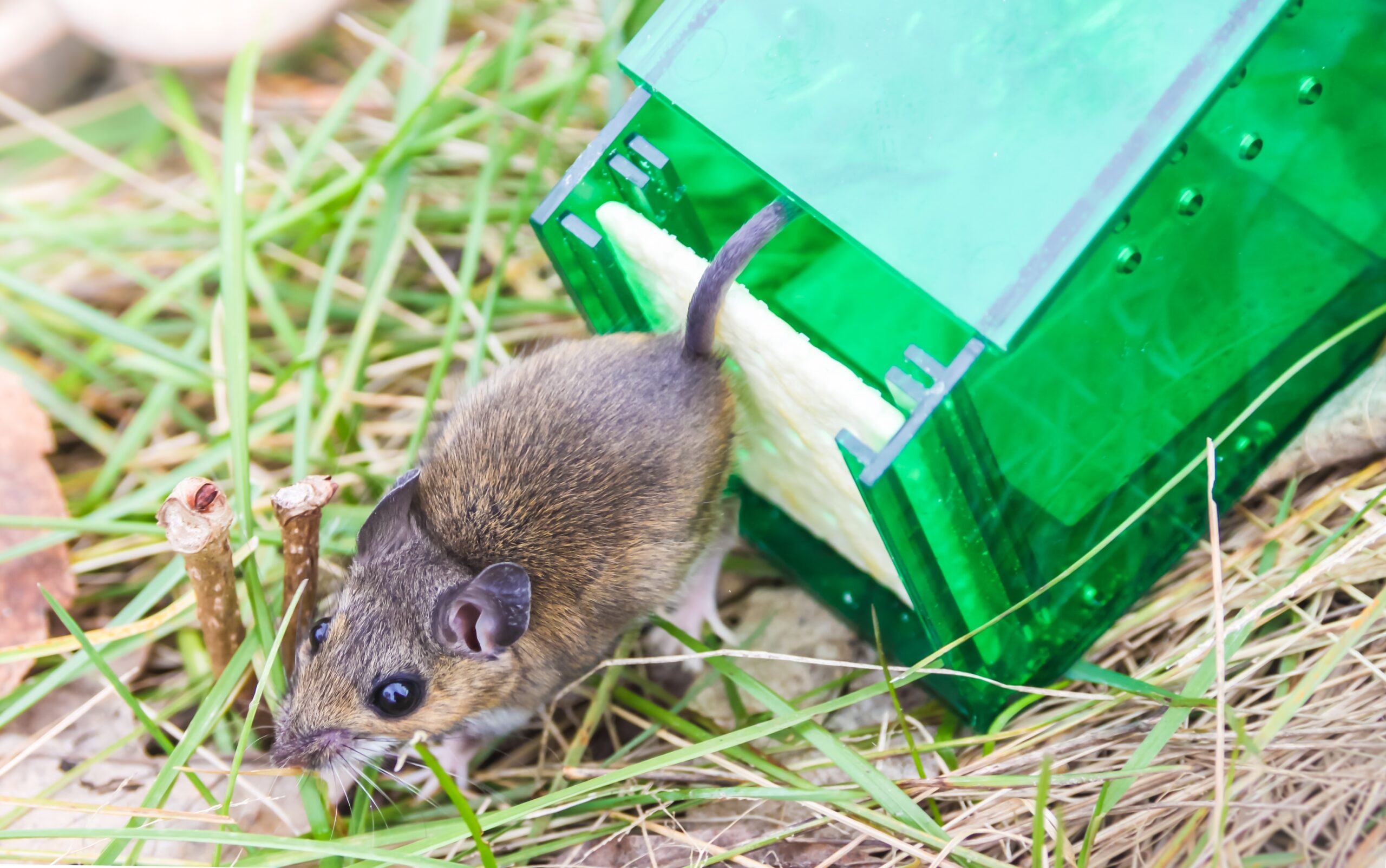 Mice & Rat Control in Glen Burnie, MD: Effective Solutions