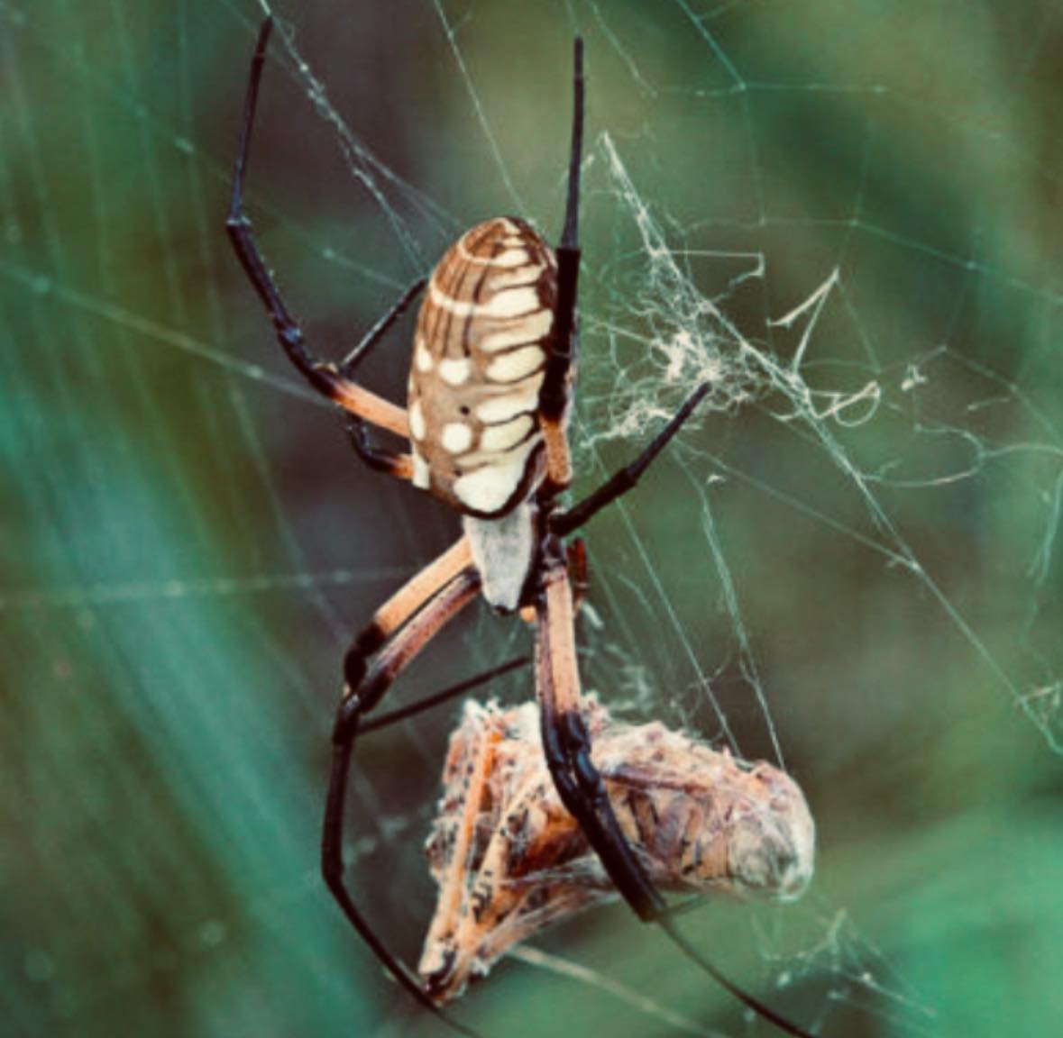 November Pests in Maryland: How to Protect Your Home