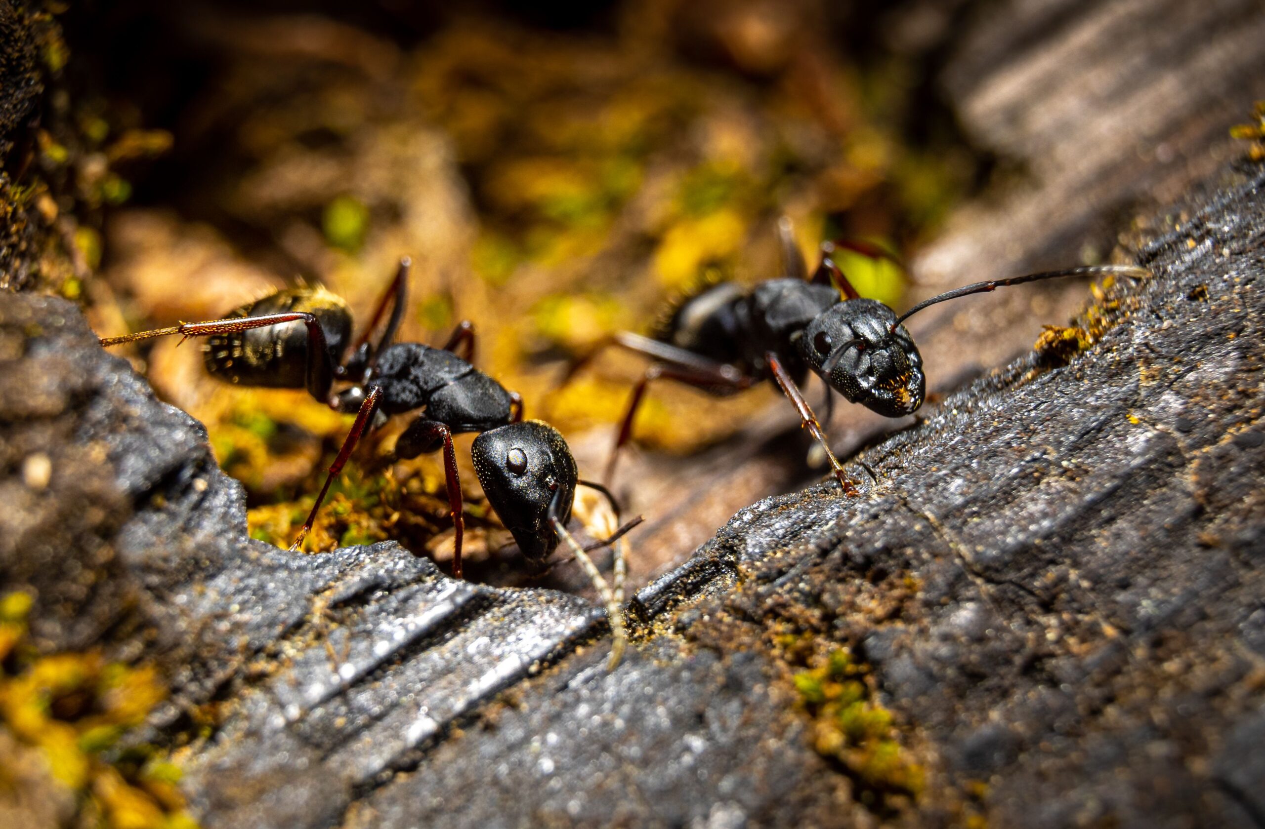 October Pests in Maryland: Home Safety Tips
