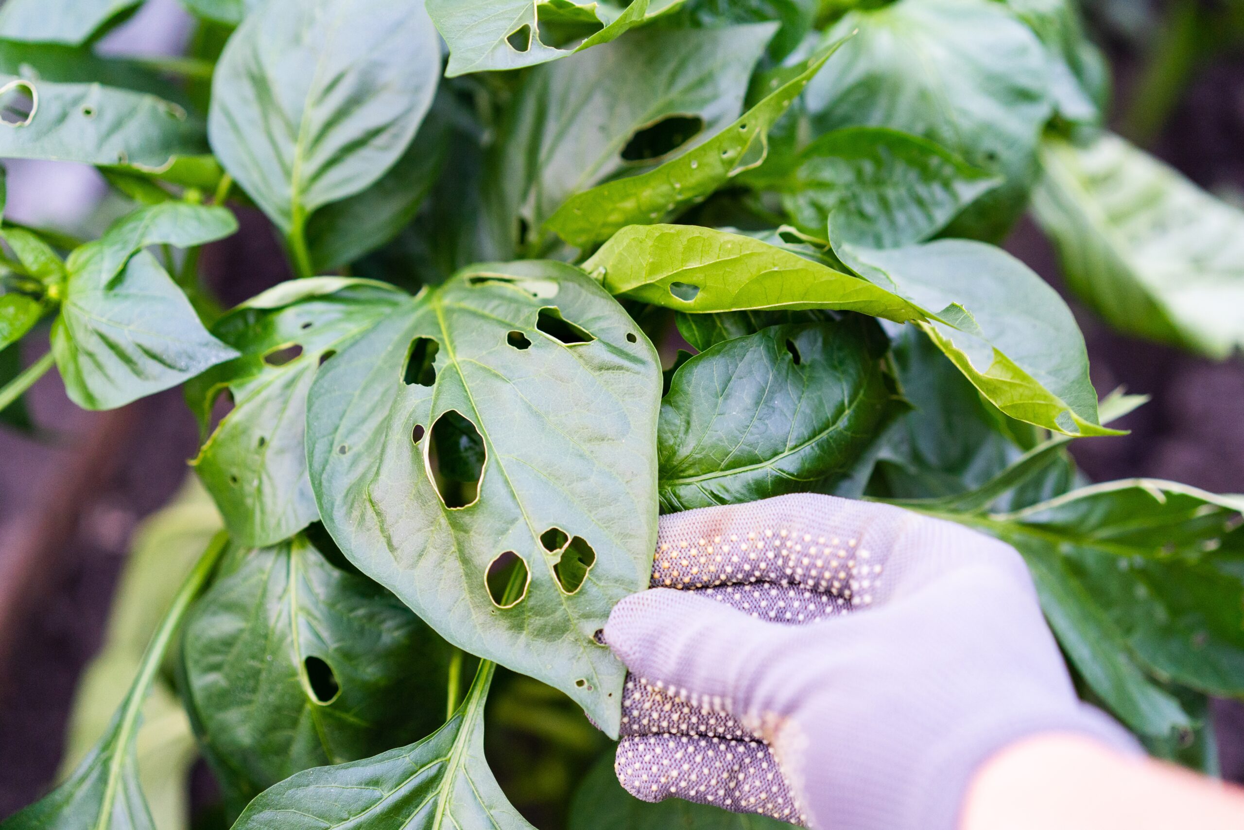 Pest Control in Ellicott City, MD: Keep Property Safe
