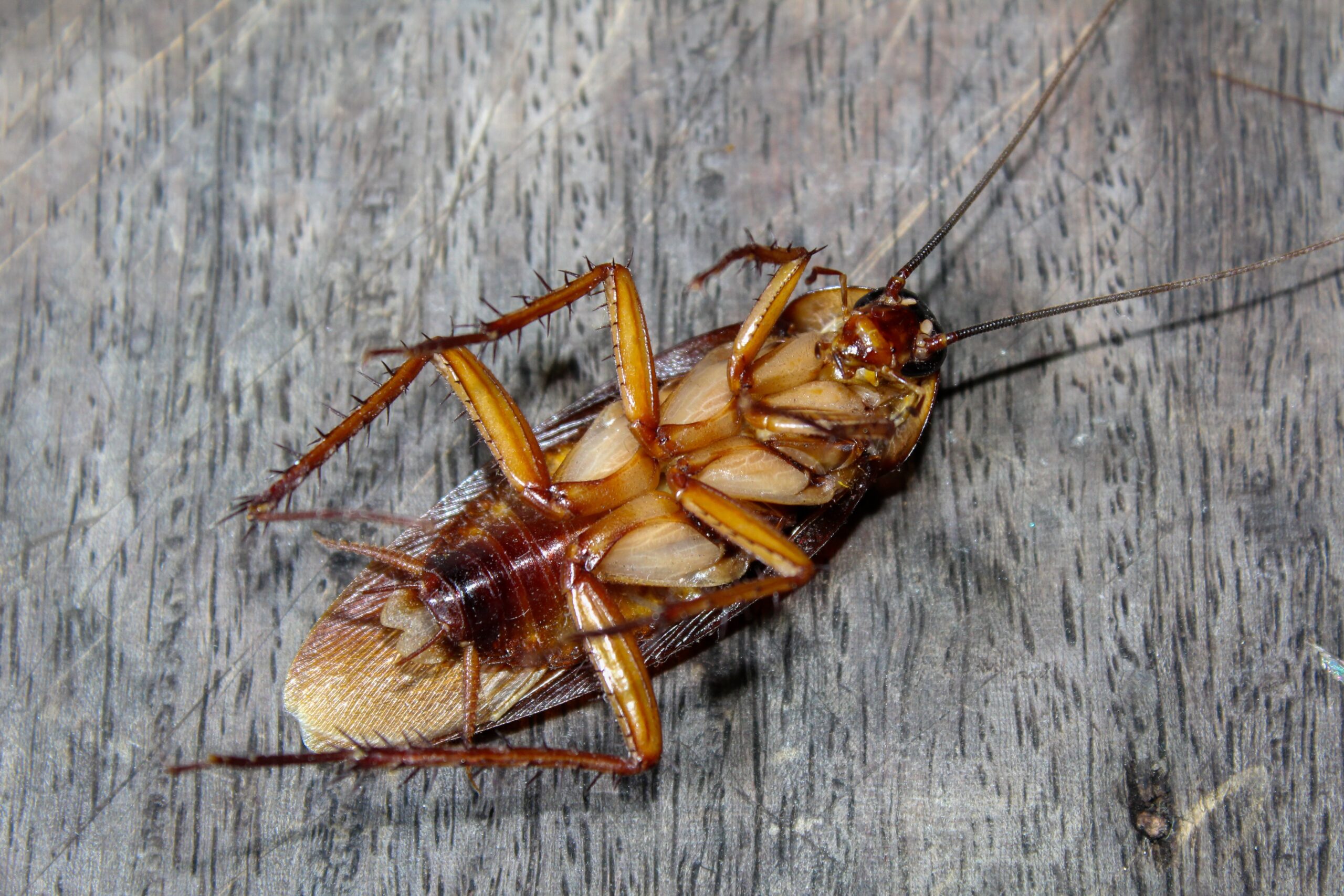 Roach Control in Ellicott City, MD: Home & Business
