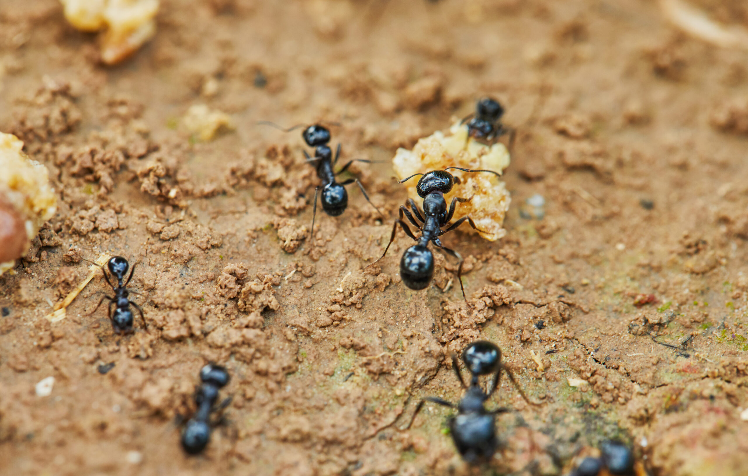September Pest Control Tips for Maryland Homeowners