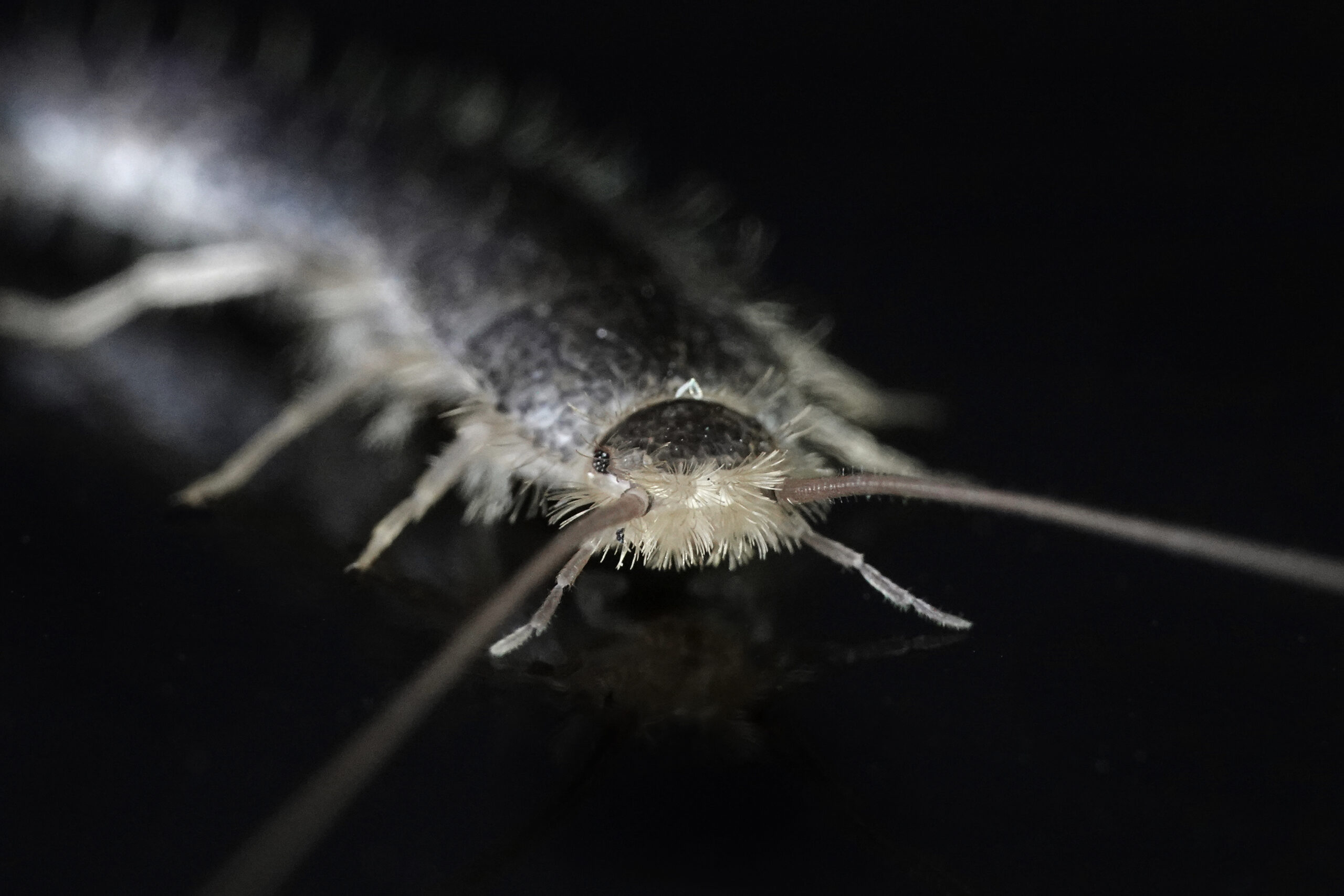Silverfish Prevention in Hanover, MD: November Tips