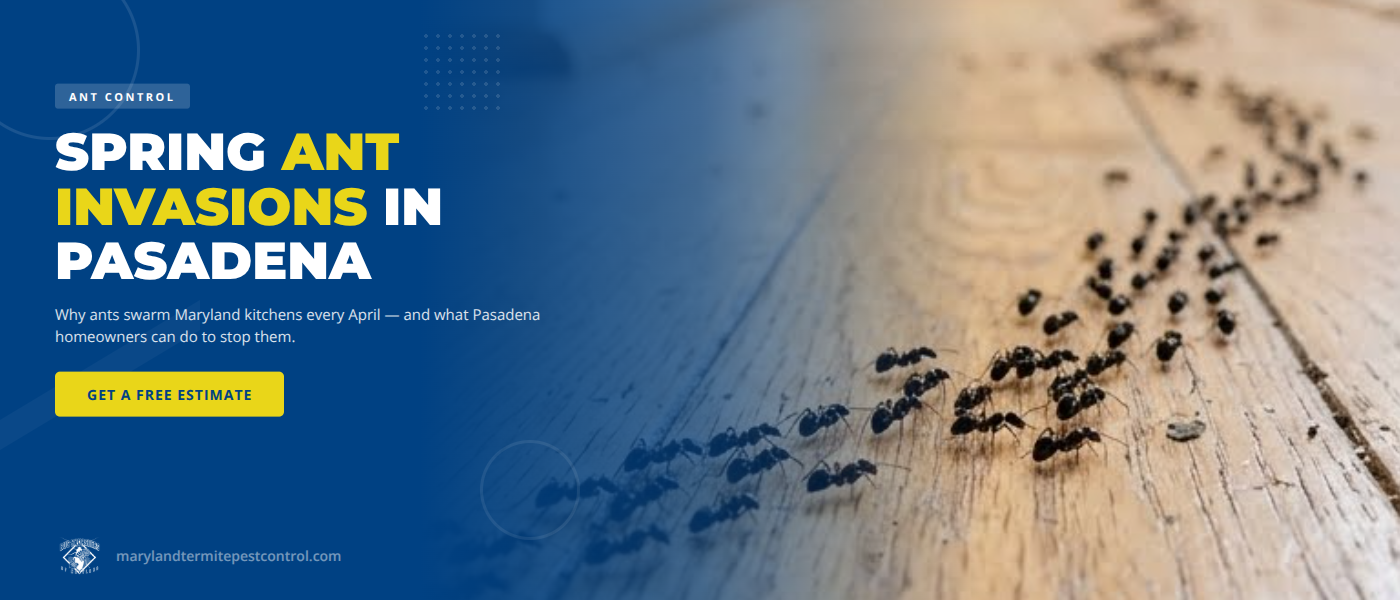 Spring Ant Invasions in Pasadena, MD: Why Kitchens Get Hit
