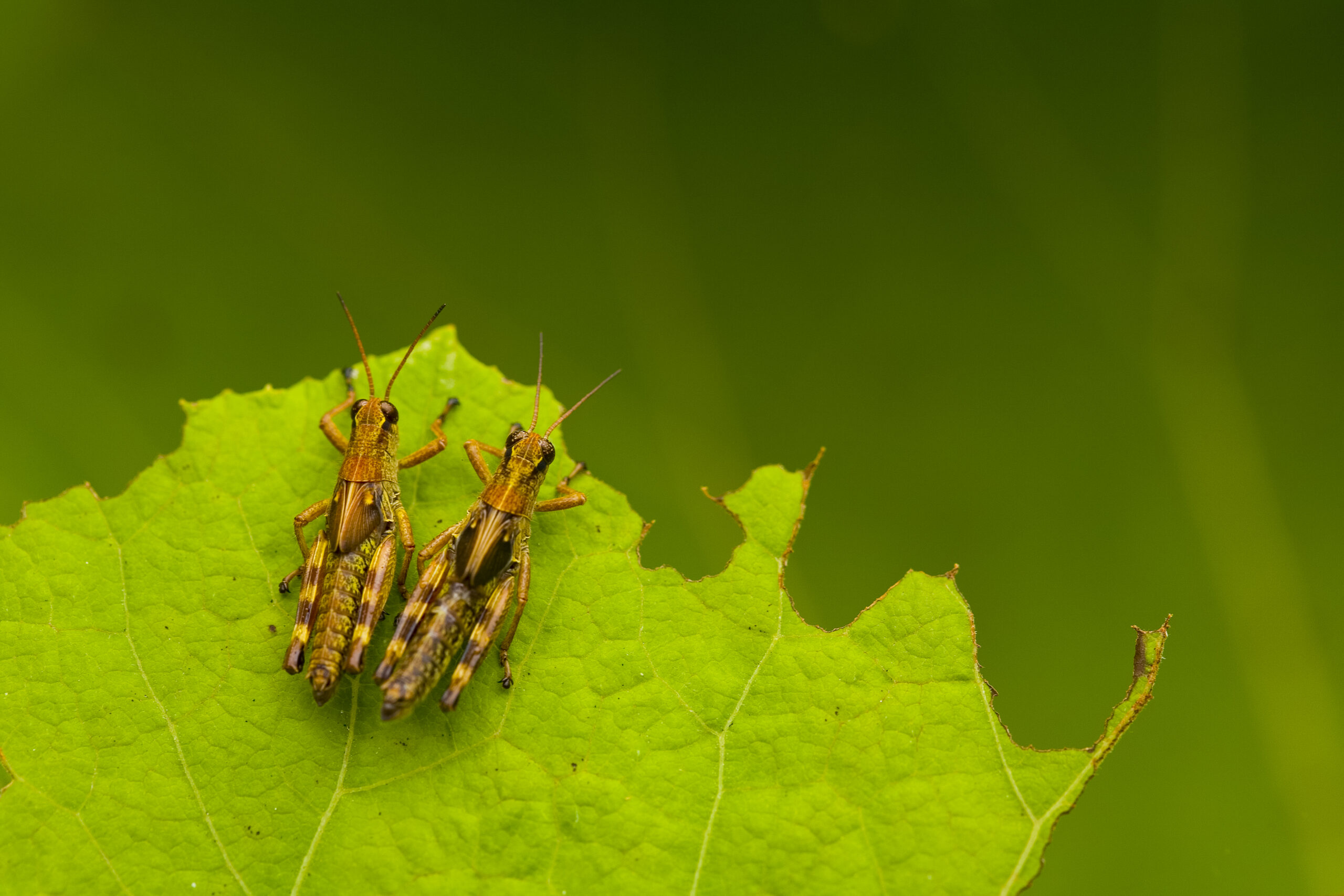 Termite Control in Columbia, MD: Effective Solutions