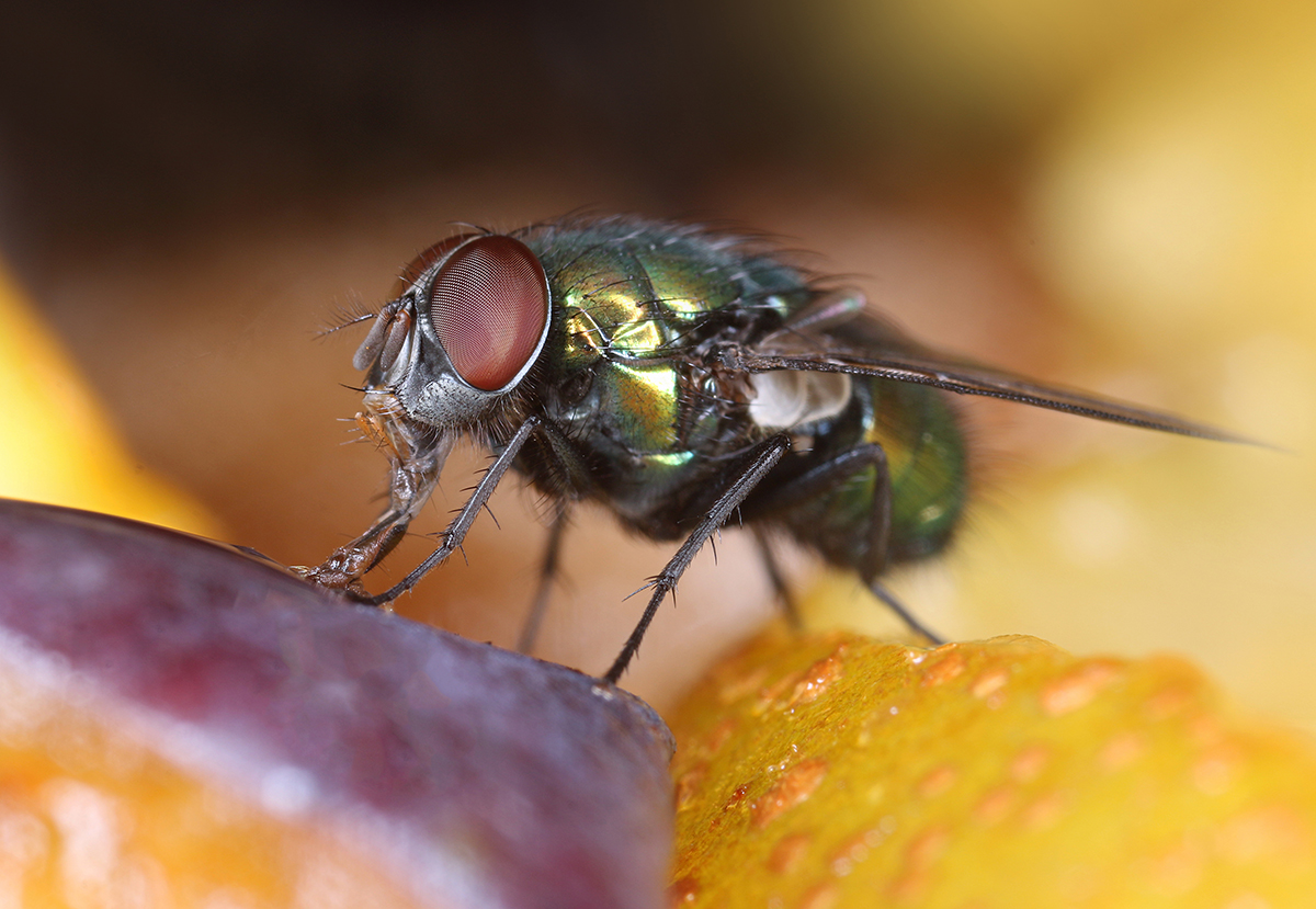 Pest Control in Annapolis, Glen Burnie & Ellicott City, MD