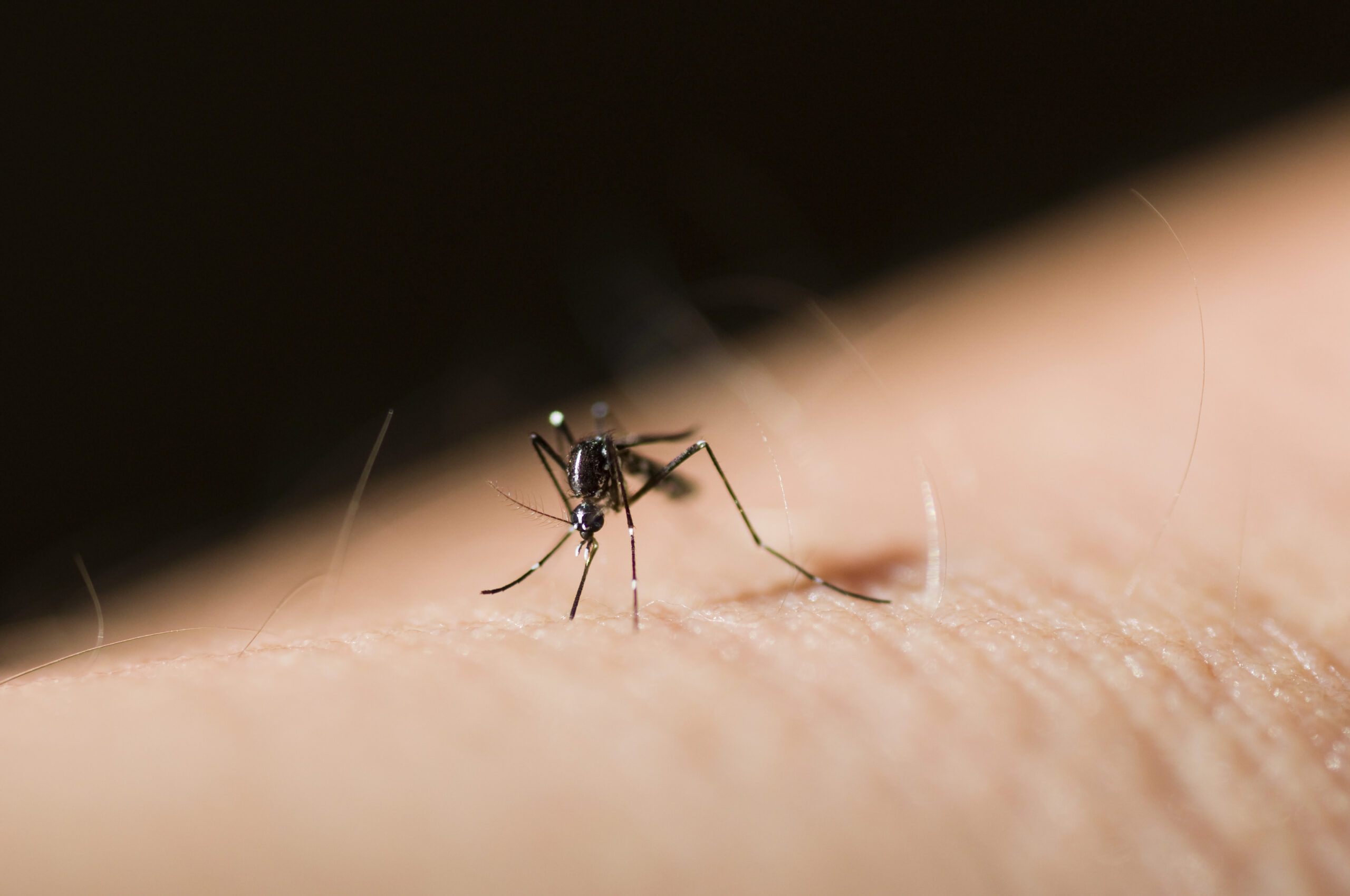 Mosquito Treatment in Pasadena, MD: Complete Guide