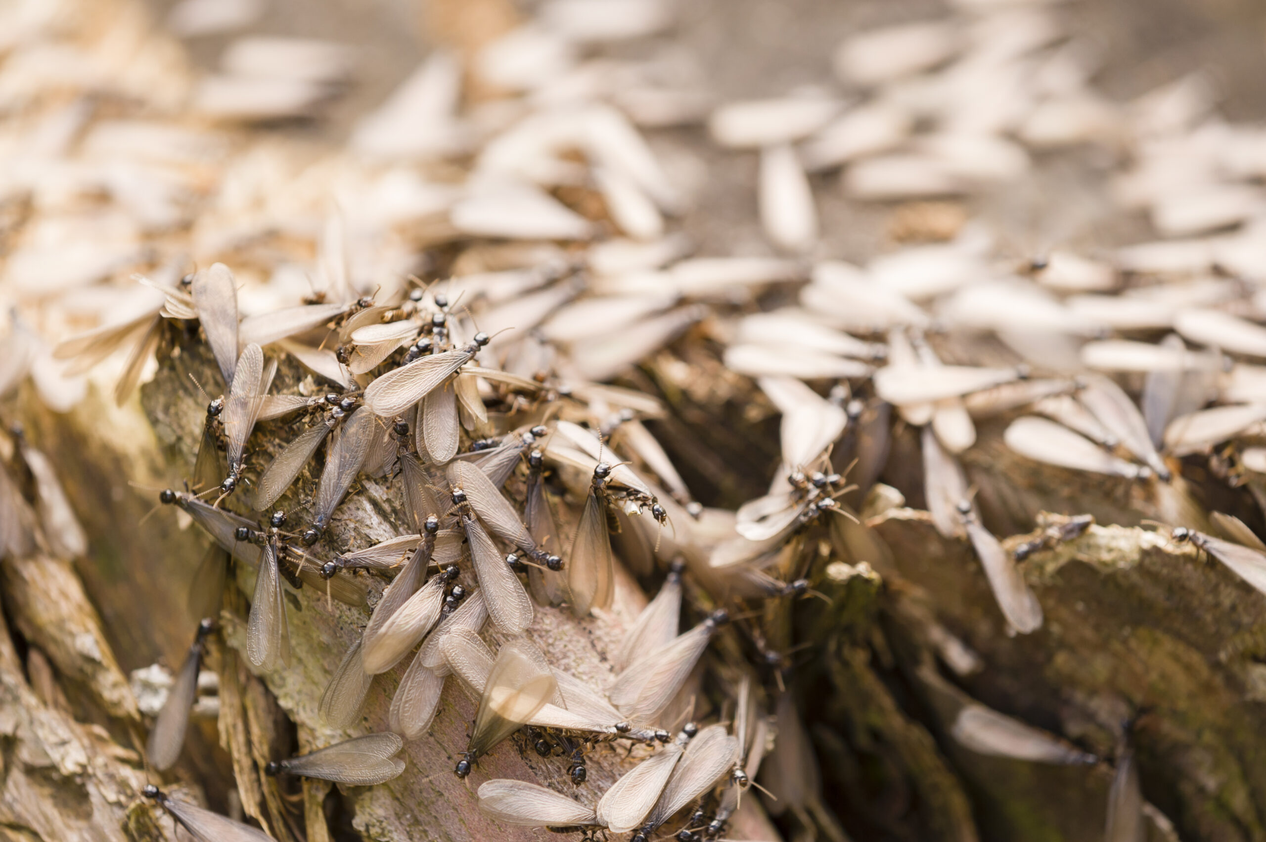 Termite Inspections in Hanover, MD: What to Expect