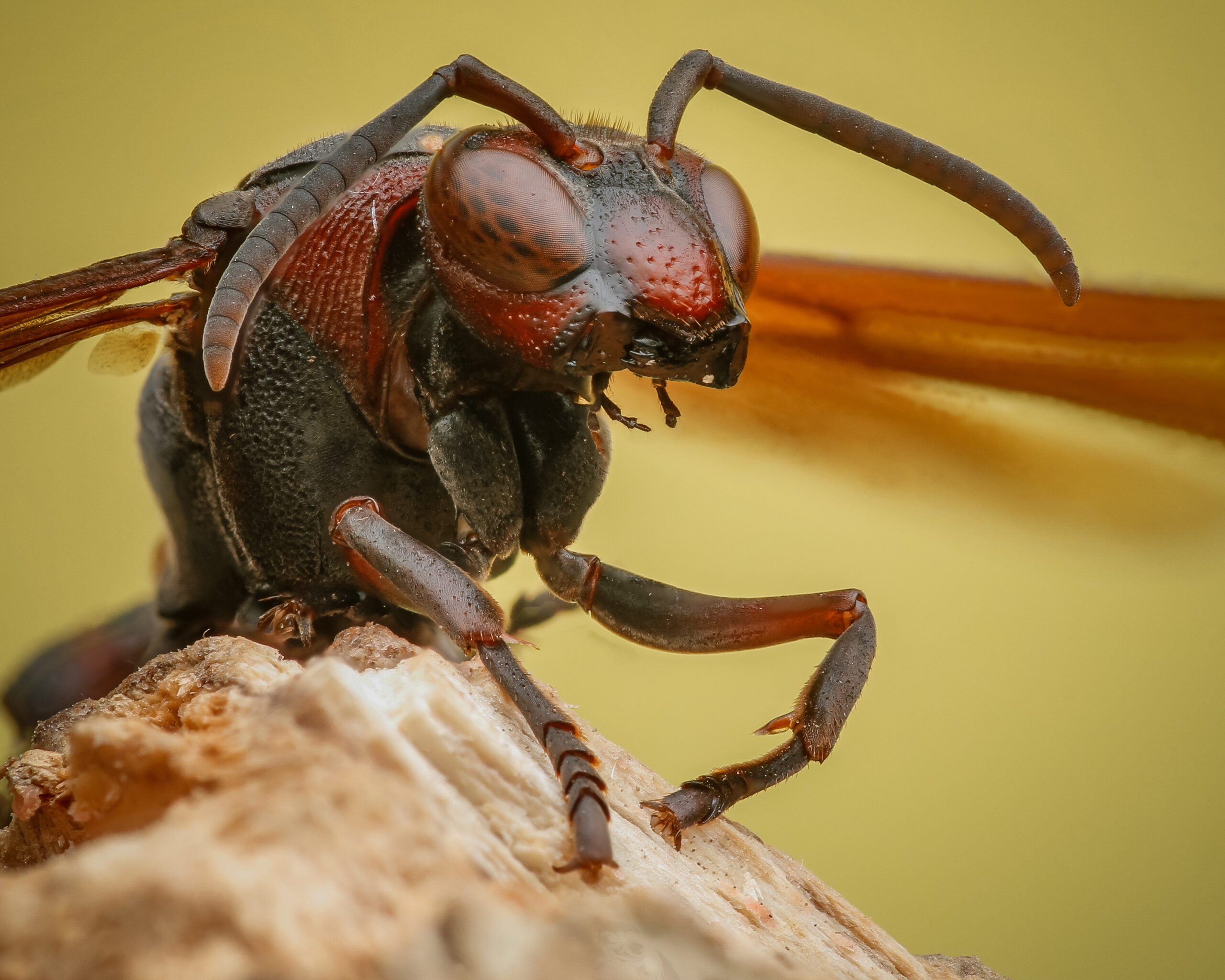 Wasp Control in Howard County, MD: Effective Solutions