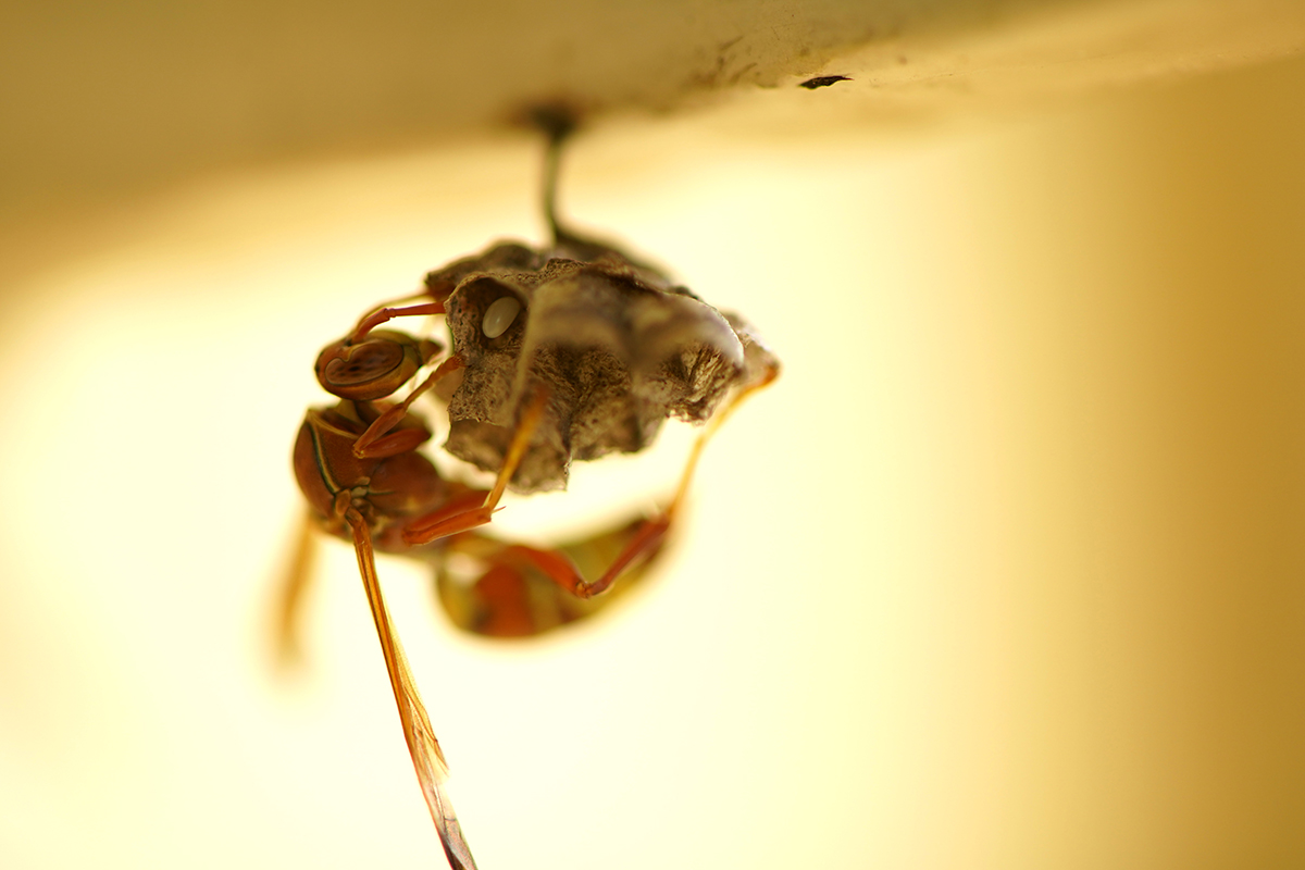 Wasp Control in Glen Burnie, MD: Home & Business