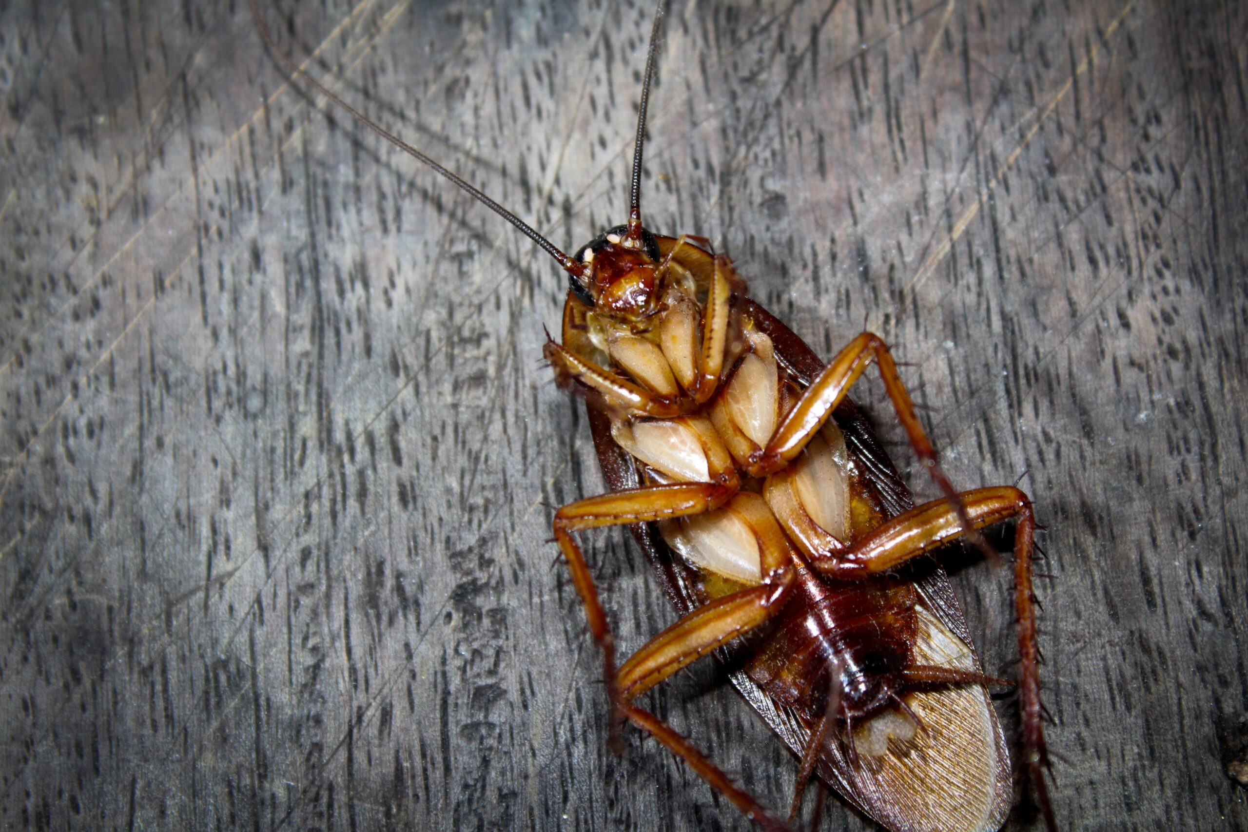 What Are Roaches? Identification & Prevention in MD