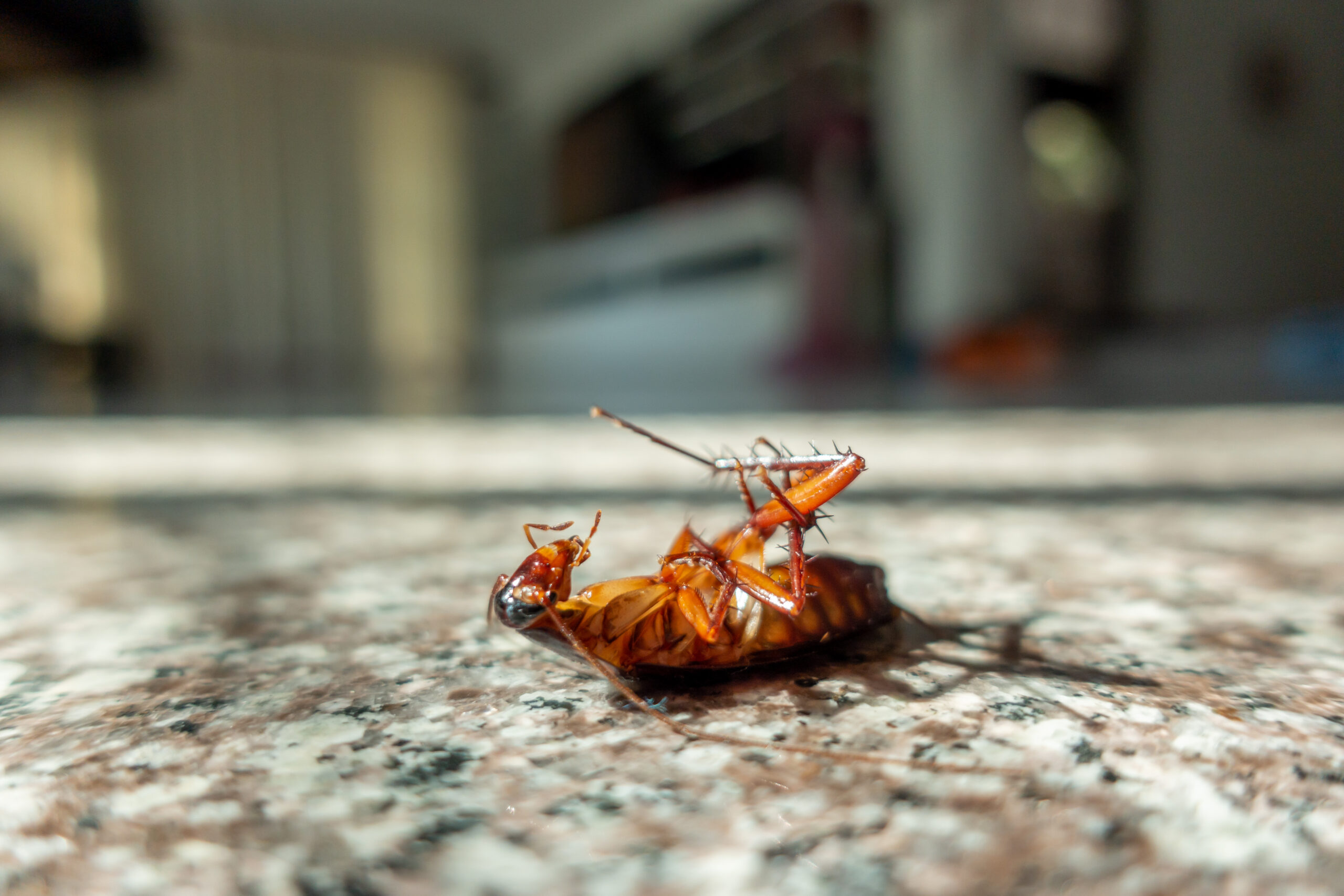Why Bugs Surge After Chesapeake Bay Rains: MD Guide
