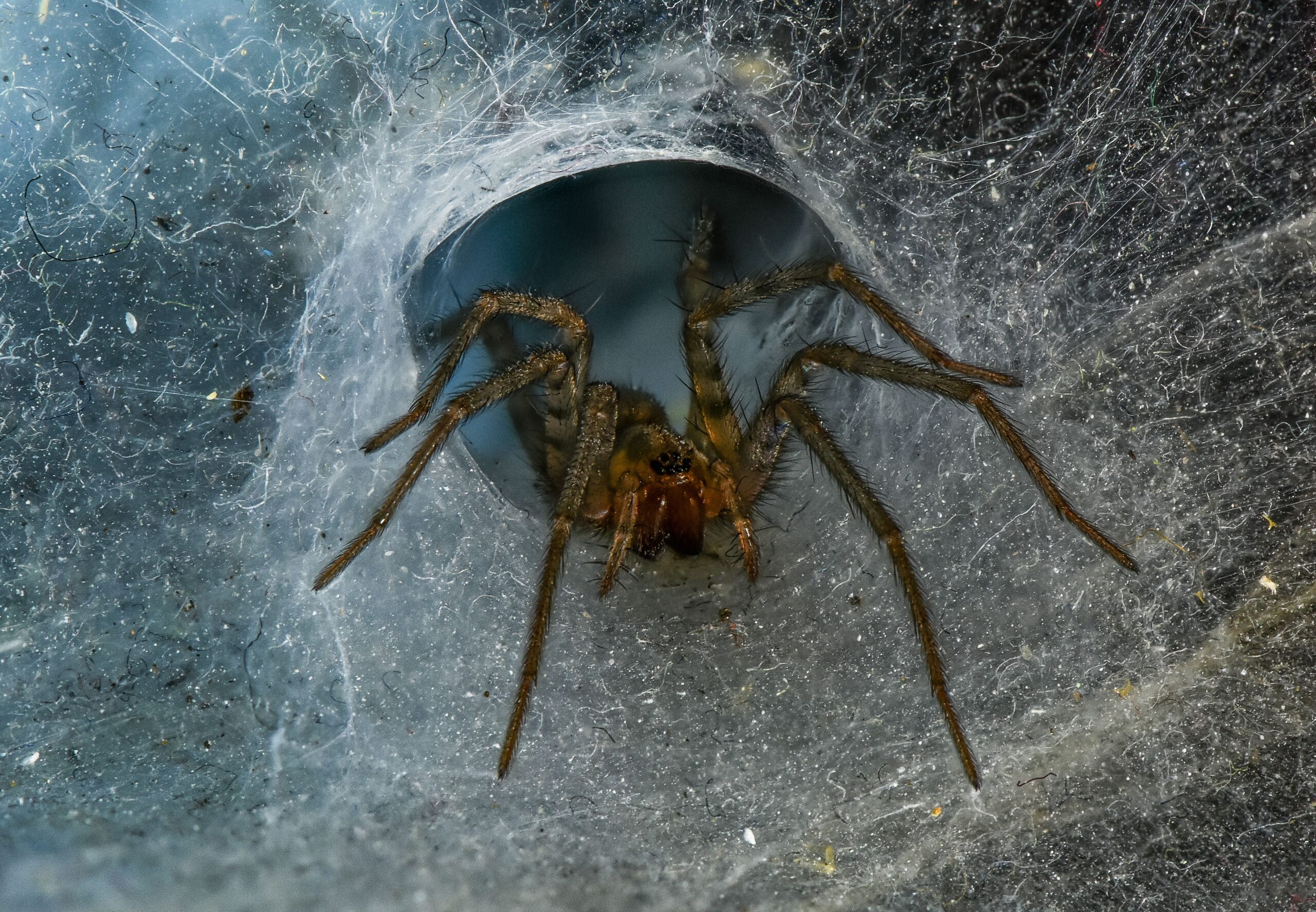 Winter Pests in Maryland: What to Watch For