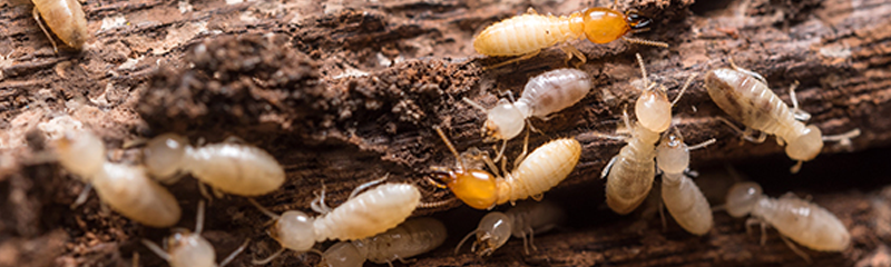 Termite Control