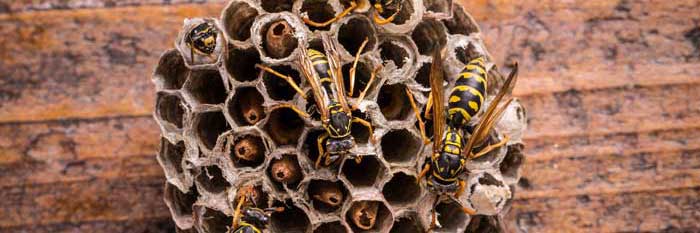 wasps in comb